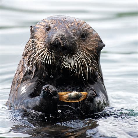 Furry engineers: sea otters in California's estuaries surprise scientists | Focusing on Wildlife