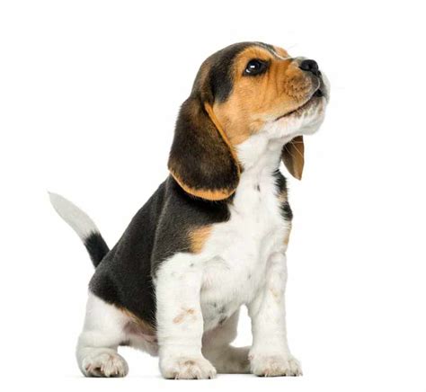 Beagle Puppy Whining: Solved - HoundGames