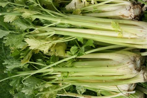 Recipe No 8 – Braised celery @ Camel Community Supported Agriculture