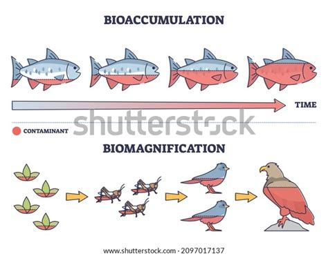 11 Biomagnification Stock Vectors, Images & Vector Art | Shutterstock