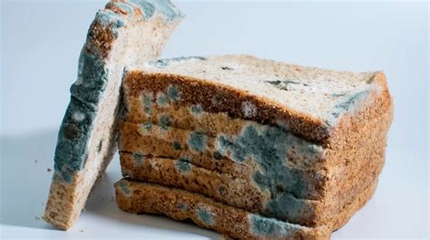 Everything You Need To Know About Bread Mold - The Good, Bad And Ugly.