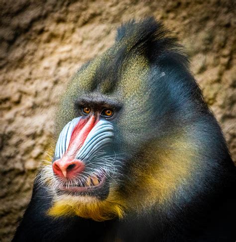 Mandrill Teeth