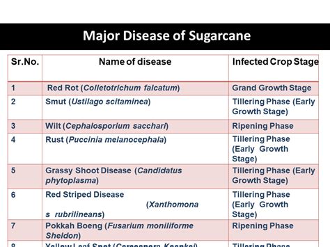 Major Disease of Sugarcane Crop