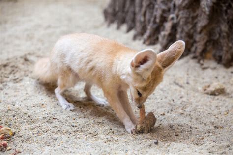 Is It a Good Idea to Have a Fennec Fox as a Pet? - My Animals