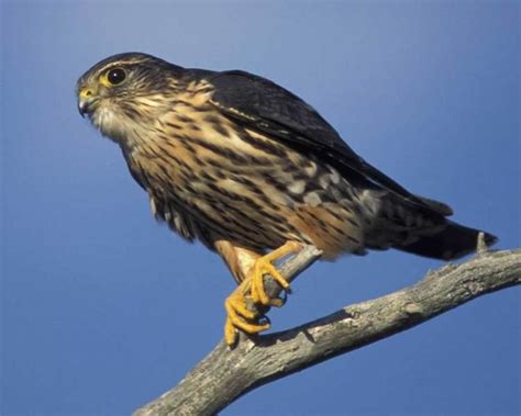 Merlin (bird) - Alchetron, The Free Social Encyclopedia