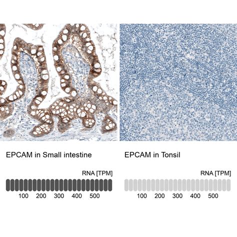 Mouse Monoclonal Anti-EPCAM Antibody - Buy for research - Highly specific, rigorously validated ...