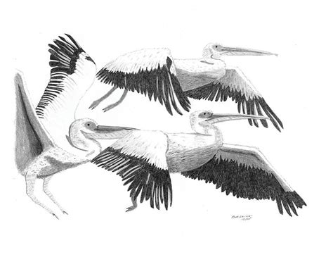 Pelicans In Flight Drawing by Bob and Carol Garrison