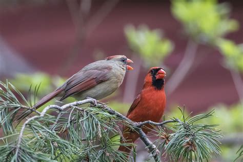 Why Is Spring Bird Mating Season?