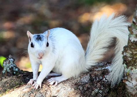 What Are Piebald Squirrels and How Rare Are They? - A-Z Animals