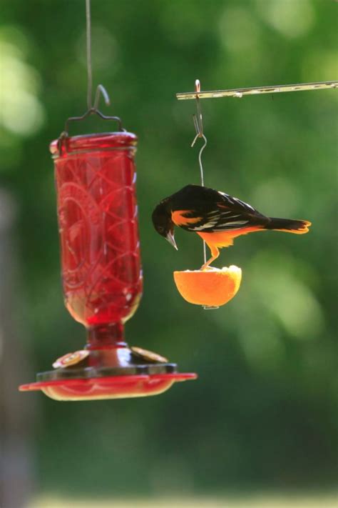 Oriole Bird Feeders, Bird Suet, Humming Bird Feeders, Squirrel Feeders, Backyard Birds Feeders ...