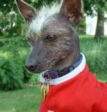 Xoloitzcuintli Dog Breed Information and Pictures