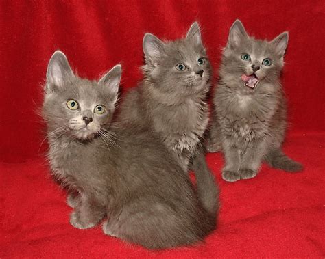 Nebelung Info, Personality, Pictures, Kittens