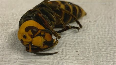 Asian Giant Hornet Nest