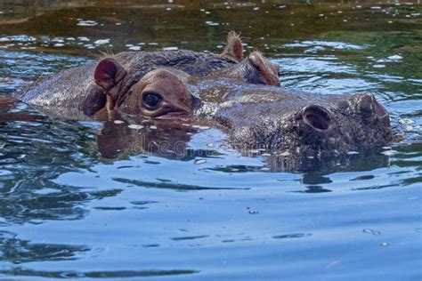 Hippo eye stock image. Image of hippopotamus, male, waters - 18527161