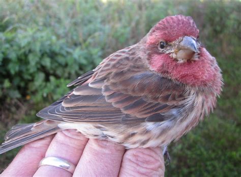 House Finches vs Purple Finches - Delaware Nature Society