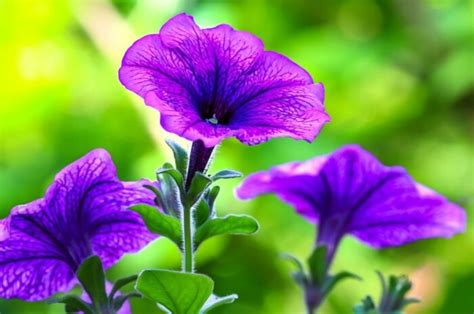 How to Plant, Grow and Care For Petunias