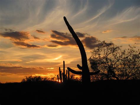 24 photos of Tucson's quirkiest saguaros | Outdoors and Events | tucson.com