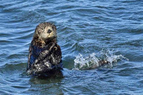 Sea Otter Habitat Threatened By Offshore Drilling - The Dodo