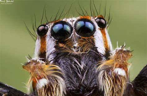 Beautiful eyes of Pantropical jumping spider! | Beautiful eyes, Jumping ...