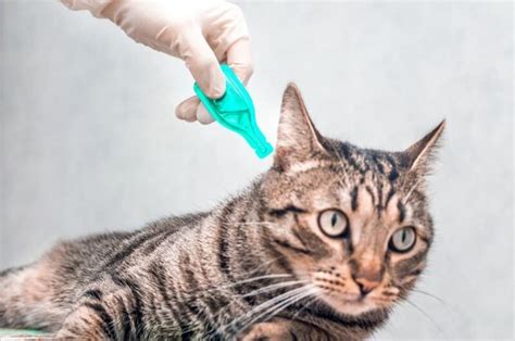 How to Prevent Tick Bites on a Cat: 6 Vet-Approved Methods - Catster