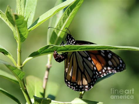 Monarch Butterfly Laying Eggs on Milkweed Photograph by Luana K Perez - Pixels