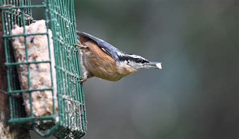 Nuthatch Bird Feeder Red-Breasted - Free photo on Pixabay - Pixabay