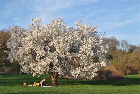 Photos: Cherry Blossoms at Arnold Arboretum | Jamaica Plain, MA Patch