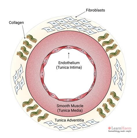 Blood Vessel Structure - LearnHaem | Haematology Made Simple