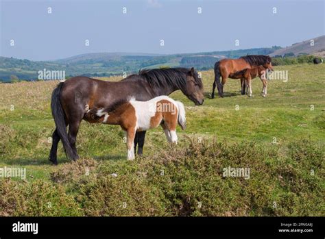 Horse, Dartmoor Pony, mares and foals, suckling, standing on moorland, Dartmoor, Devon, England ...