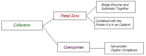 Enzymes Functions | Definition | Classification