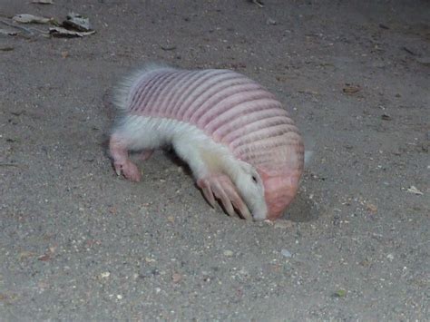 15 Pink Fairy Armadillo Fun Facts - Facts.net