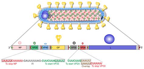 Marburg Virus Genome Structure - Marburg New Virus