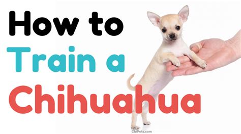 How to Train a Chihuahua - Chi Pets