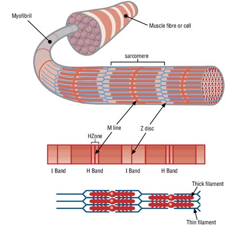 6 Muscle structure including actin (thin filament) and myosin (thick... | Download Scientific ...