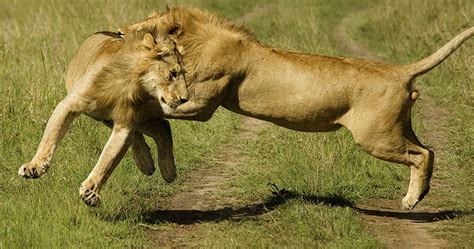 lions fighting | My HD Animals