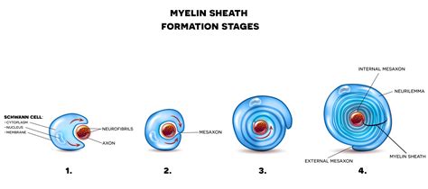 Myelin Sheath