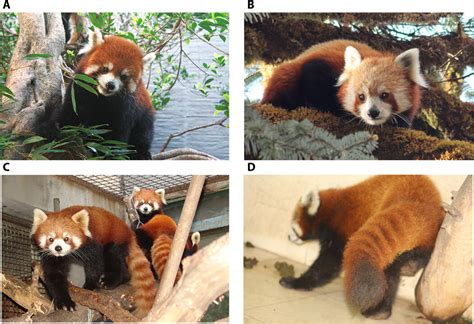 There are two distinct red panda species, according to DNA analysis