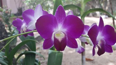 Purple Dendrobium Orchids