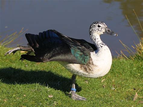 IDENTIFY COMB DUCK - WWT SLIMBRIDGE