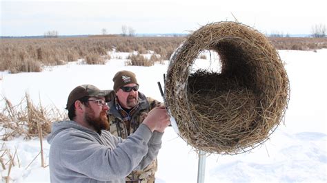 Elevated structures help improve duck nesting success