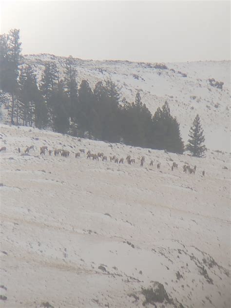 Elk arrived!! | Long Range Hunting Forum