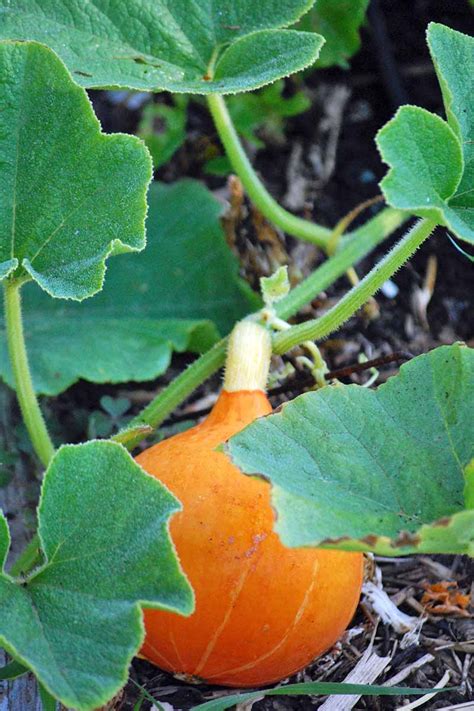 The Complete Guide to Growing Winter Squash | Gardener's Path