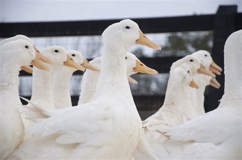 Aylesbury Duck — Heritage Poultry Conservancy