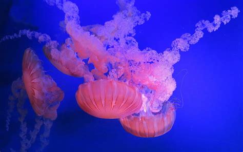 Jellyfish, underwater, water, vara, summer, pink, sea, blue, HD wallpaper | Peakpx