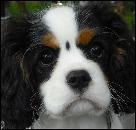 Cavalier King Charles Tri Color | Cavalier king charles dog, King charles cavalier spaniel puppy ...