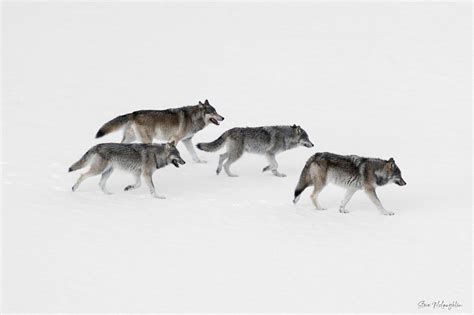 Bow Valley Wolf Pack Print - Mountains and Treasures