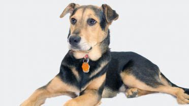 7 Things to Know Before Buying a German Shepherd & Lab Mix (A.K.A ...