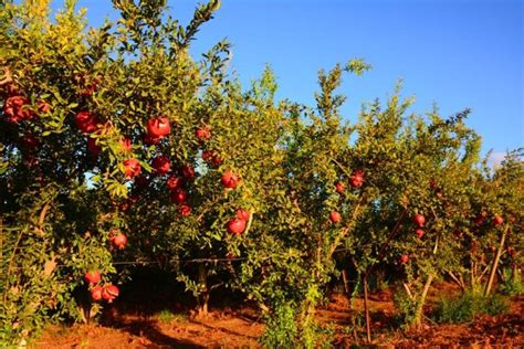 Have You Ever Thought about Growing a Pomegranate Tree? - Growing Magazine