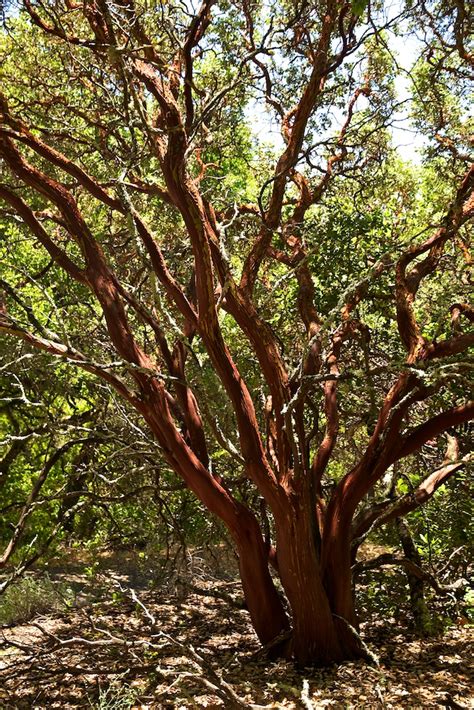 Manzanita Tree | The bark is usually cool. Feels nice on a h… | Derrick Story | Flickr