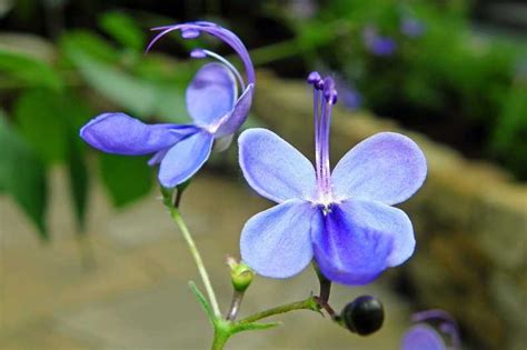 Rotheca myricoides o arbusto de mariposas azules